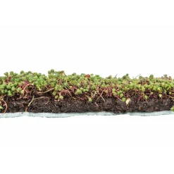 Dachbegrünung Roll und Go Dachneigung 5-10^AboutGreen Clearance