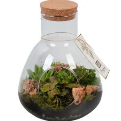 Bepflanztes Glas mit Grünpflanzen T22* New