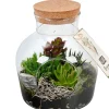 Bepflanztes Glas mit Sukkulenten T19^ Hot