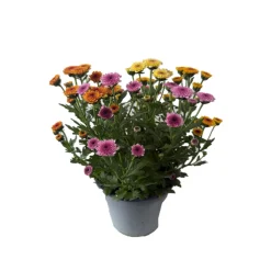 Chrysantheme Jellyfish 5-farbig im 14 cm Topf^ Hot