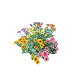 Chrysantheme Jellyfish 5-farbig im 14 cm Topf^ Hot