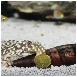 Futtertabletten PRONOVO PLECO WAFER XL 250 ml