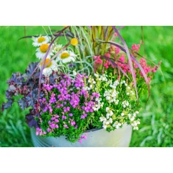 Glockenheide Topf- Durchmesser 11 cm* Online