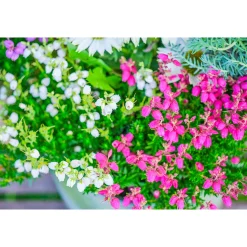 Glockenheide Topf- Durchmesser 11 cm* Online