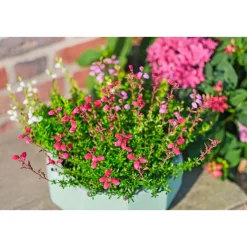 Glockenheide Topf- Durchmesser 11 cm* Online