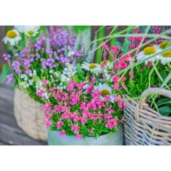 Glockenheide Topf- Durchmesser 11 cm* Online