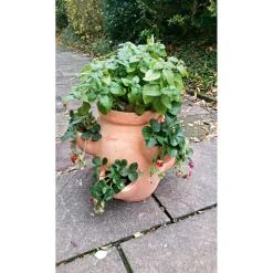 Erdbeer- und Kräutertopf Giardino^Haveson Online