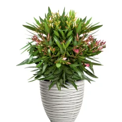 Pflanzgefäß Big Groove rund Durchmesser 40 x 37 cm Light cement*Haveson Hot