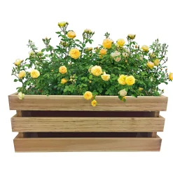 Pflanzkiste Casella*Haveson Outlet