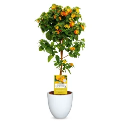 Pflanztopf Bern II Durchmesser 26 x 25 cm weiß^Haveson Clearance