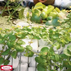 Hochteich Bausatz Durchmesser 92 cm Höhe 40 cm inkl Teich* Discount