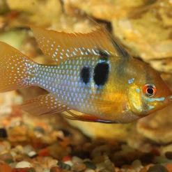 PRONOVO CICHLID GRANO S 250ml CLICK*JBL Sale