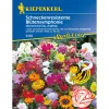 Blütensymphonie Schneckenresistent^Kiepenkerl Sale