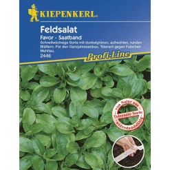 Salat Batavia-Salat Teide rot und Leny grün^Kiepenkerl Sale