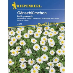 Wiesen-Gänseblümchen Profi-Line*Kiepenkerl Best