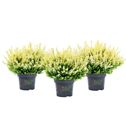 Knospenblüher Beauty Ladies Topf- Durchmesser 11 cm^ Online