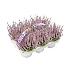 Knospenheide Garden Girls Herbstlavendel 6er-Pack* Hot