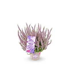 Knospenheide Garden Girls Herbstlavendel Topf- Durchmesser 11 cm^ Online