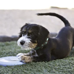 KONG Hundespielzeug Puppy Flyer rosa 18 cm* Online