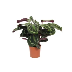 Korbmarante Topf- Durchmesser 14 cm