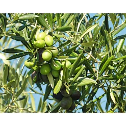 Plantiflor Oliven-Stamm Ornamento 180 cm Topf Durchmesser 50 cm