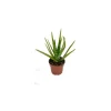 Plantiflor Aloe Vera T12
