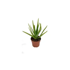 Plantiflor Aloe Vera T12