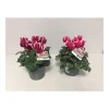 Plantiflor Alpenveilchen zweifarbige Blüte Durchmesser 11 cm