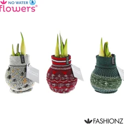 Amaryllis mit Socke gewachst ca 32 cm*Plantiflor Best