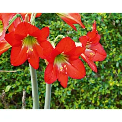 Plantiflor Amaryllis Topf Durchmesser 12 cm