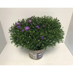 Aster Novi T19^Plantiflor