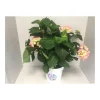 Plantiflor Ballhortensie Diva Fiore Topf Durchmesser 23 cm