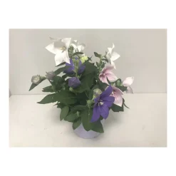 Plantiflor Ballonblume 3-farbig Durchmesser 15 cm