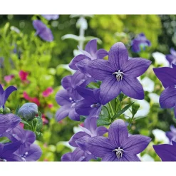 Ballonblume Ton in Ton Topf- Durchmesser 12 cm*Plantiflor Hot