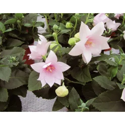 Ballonblume Ton in Ton Topf- Durchmesser 12 cm*Plantiflor Hot