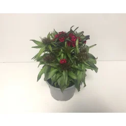 Plantiflor Bartnelken Dianthus Barbatus Topf Durchmesser 13 cm