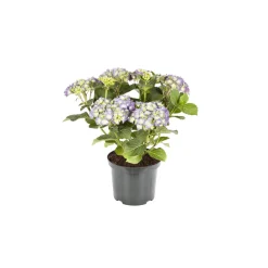 Bauernhortensien versch Farben Topf Durchmesser 20 cm*Plantiflor Sale