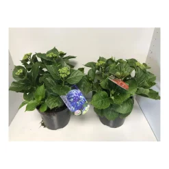 Bauernhortensien versch Farben Topf Durchmesser 20 cm*Plantiflor Sale