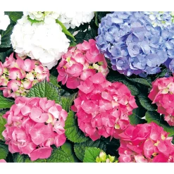 Bauernhortensien versch Farben Topf Durchmesser 20 cm*Plantiflor Sale