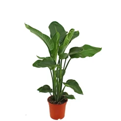 Baumstrelitzie Topf 19 cm^Plantiflor Sale