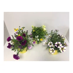 Beetpflanzen-Mix Topf Durchmesser 13 cm*Plantiflor Hot