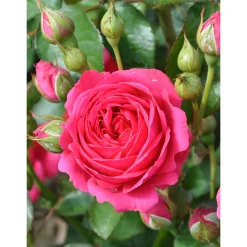 Beetrose Lila Topf Durchmesser 19 cm^Plantiflor Discount