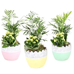 Bepflanzte Gefäße mit Oster-Deko^Plantiflor Outlet