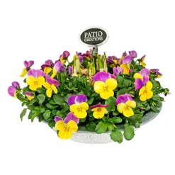 Plantiflor Bepflanzte Zinkschale mit Oster-Deko