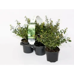 Berg-Ilex Stokes 4er-Pack*Plantiflor Discount