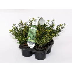 Berg-Ilex Stokes 4er-Pack*Plantiflor Discount