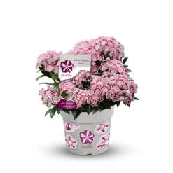 Plantiflor Berglorbeer Topf Durchmesser 20 cm