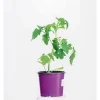 Plantiflor Bio Fleischtomaten Marmande Topf Durchmesser 11 cm