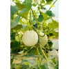 Bio Gourmet Melone Charentais Topf Durchmesser 11 cm^Plantiflor
