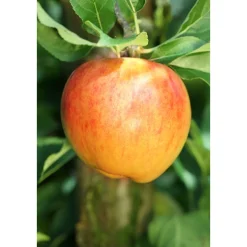 BIO-Apfel 'Alkmene'*Plantiflor Best